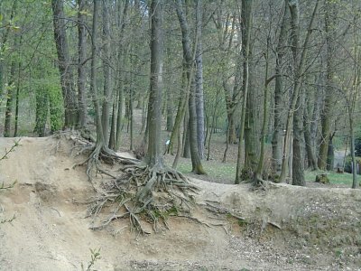 Držím se silou vůle a zbytku kořenů.