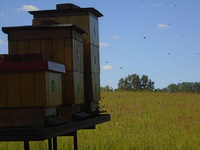 Úly v lukách.