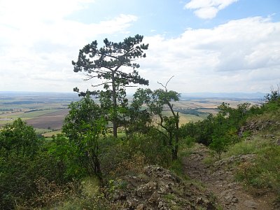 Borovice v červenci 2024