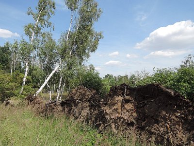 Příroda ponechaná sama sobě