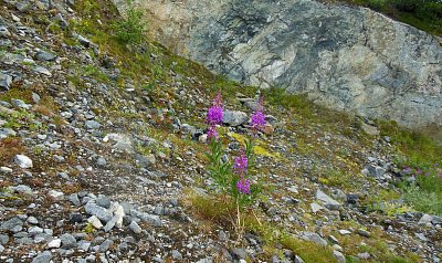 Cestování po Skandinávii - 5. část: Vyhlídka Dalsnibba a světoznámý Geirangerfjord