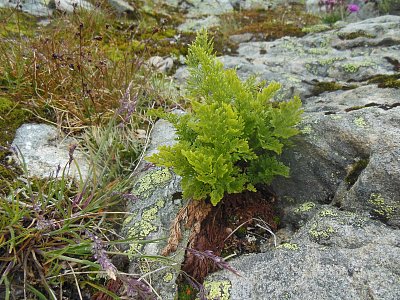 Cestování po Skandinávii - 5. část: Vyhlídka Dalsnibba a světoznámý Geirangerfjord