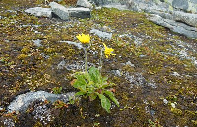 Cestování po Skandinávii - 5. část: Vyhlídka Dalsnibba a světoznámý Geirangerfjord