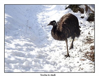 emu-australsky.jpg