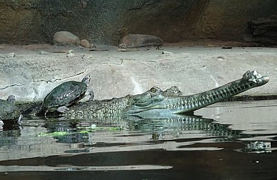 gavial-nastupovat-za-chvili-odplouvame.jpg