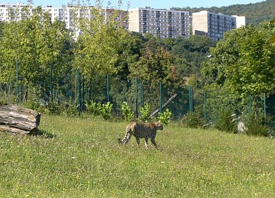 gepard-2008.jpg