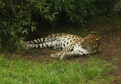 gepard-2015.jpg