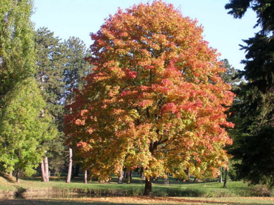 hradec-kralove-a-park.jpg