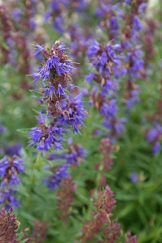 hyssop-225065-1280.jpg