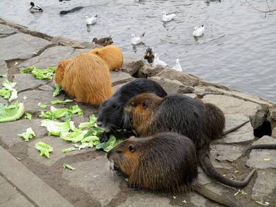 nutrie, kačenky a racci