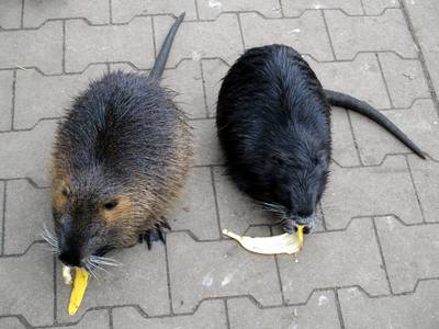 pochutnávají si na slupkách od banánu