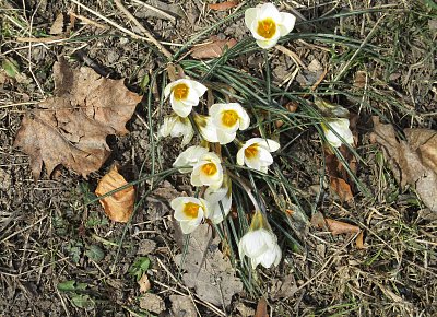 krokusy - šafrány