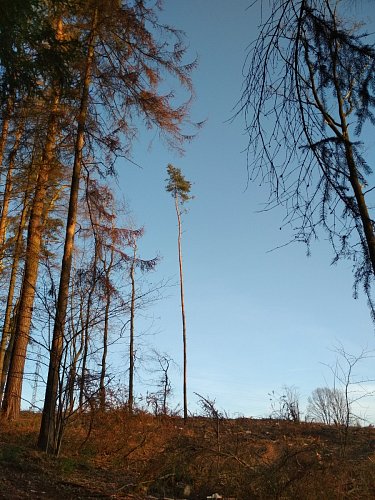 Zůstaly jen jedinci