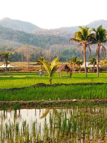 Procházka kolem hotelu, Luang Prabang