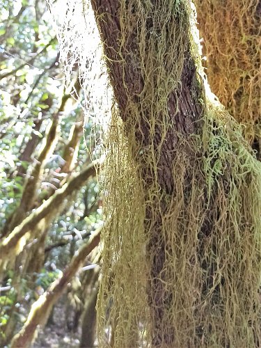 Usnea