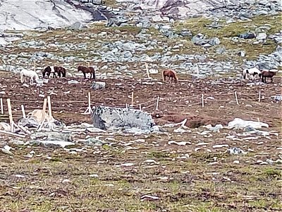 Nuuk - koně za městem