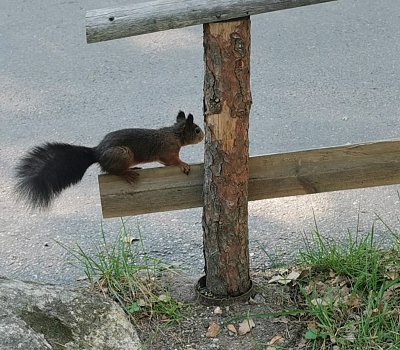 Stockholm, skansen, veverka