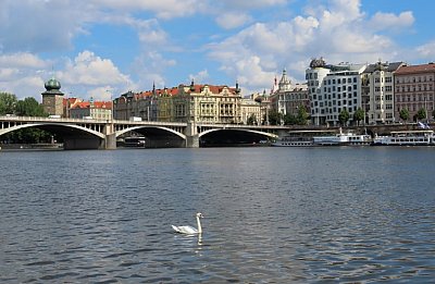 img-5897-praha-s-labuti.jpg