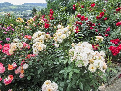 Zleva: Cherry Girl (Kordes), Sweet Honey (Kordes), Florentina (Kordes)