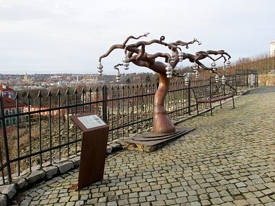 Strom vůní ukrývá ve svých hroznech šestnáct ovocných složek vinného buketu Strom vůní ukrývá ve svých hroznech šestnáct ovocných složek vinného buketu