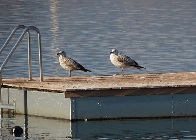 Rackové na molu