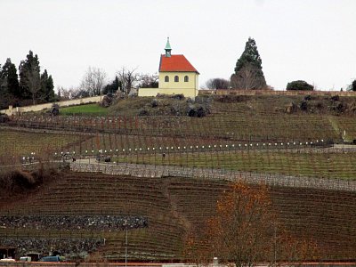 Vinice sv. Klára