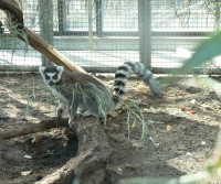 lemur kata