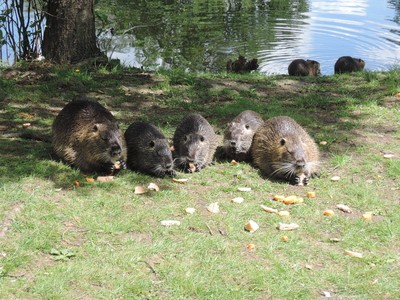 lk11-rybnik-a-nutrie-krmeni-zakazano.jpg