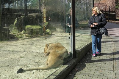 Pražská Hanka, utěšuje smutnou lvici, že se ji miláček brzo vrátí z Prahy(odvezli ho před pár dny)