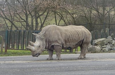 nosorozec-zoo-usti-2017.jpg