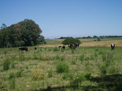 Uruguayský venkov