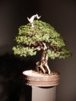 Bonsai