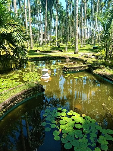 Paramaribo - palmový háj