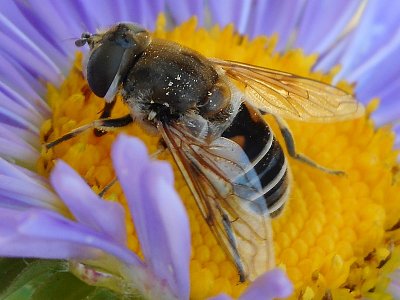 Pestřenka eristalis pertinax