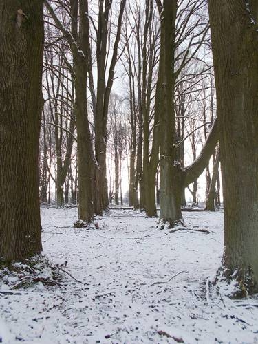 Stromořadí na hřbitově i napříč-tvoří kříž