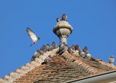 Holubi na střeše