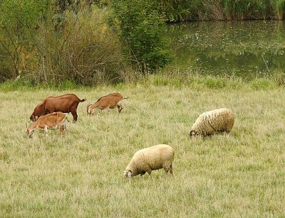 podzimni-pastva-u-rybnika.jpg