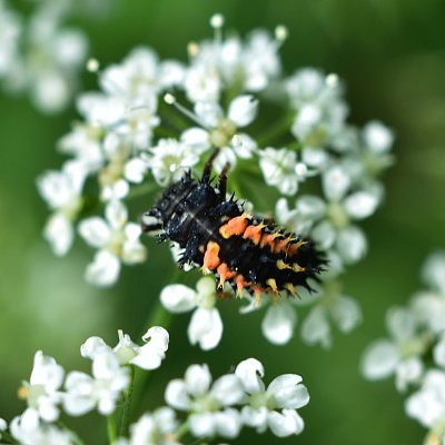 Slunéčko východní - larva