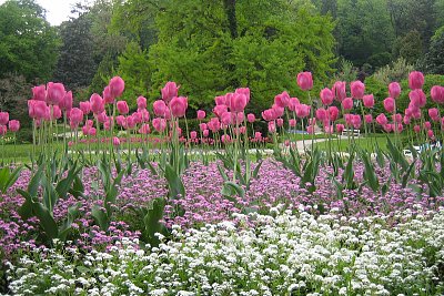 Tulipány pěkně v řadě