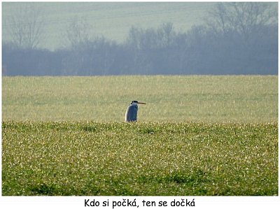 volavka-na-poli.jpg