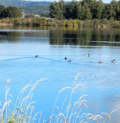 Velký řečický rybník U Kardašovy Řečice