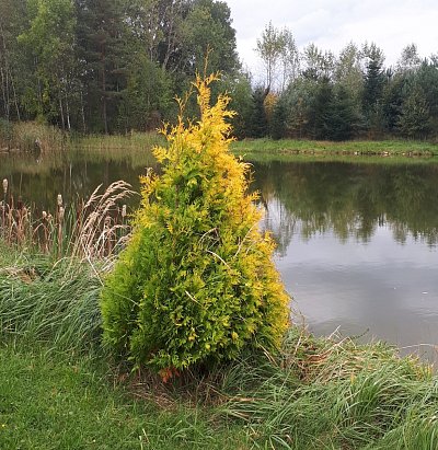 Rybník Starý - Novosedly n. Než.