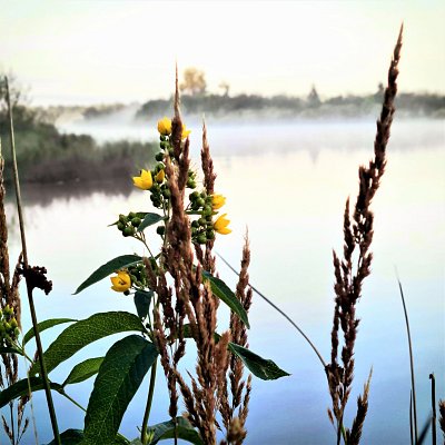 Pískovna Vlkov I. u Veselí nad Lužnicí