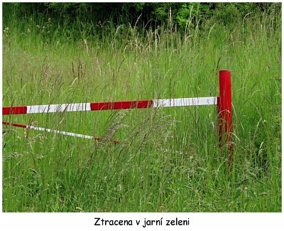 ztracena-v-jaru.jpg