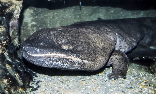 Pražská ZOO otevřela
pavilon velemloků